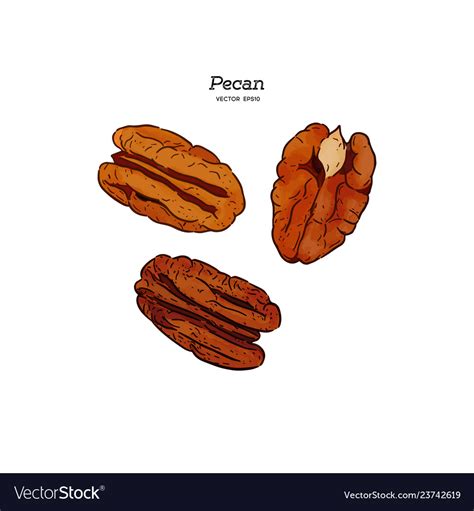 Pecans Hand Draw Sketch Royalty Free Vector Image