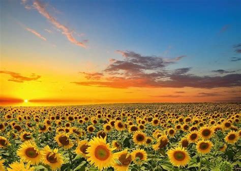 Pin By Nora Moya On Beautiful Flowers Field Wallpaper Sunflower