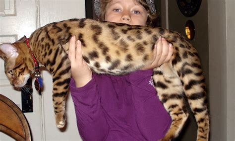 Bengal kittens start out about the same size of any typical cat breed. EnchantedTails Bengal Cats - Information, History, and ...