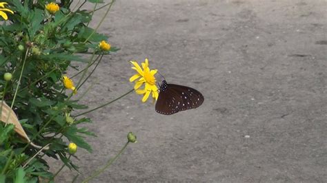 The complex also houses a cafe, souvenir shop and chinese steamboat restaurant with a small parking lot to accommodate visitors. Cameron Highlands - Butterfly Farm - YouTube