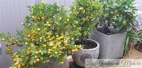 Citronnier Oranger Mandarinier Les Cultiver En Pot Les Jardins