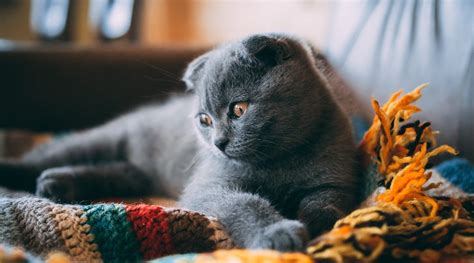 Scottish Fold Kedi Özellikleri Ve Bakımı Hakkında Her Şey Plumemag