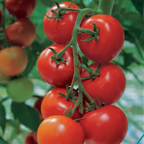 Kings Seeds Sow Simple Seed Discs Tomato Shirley F1