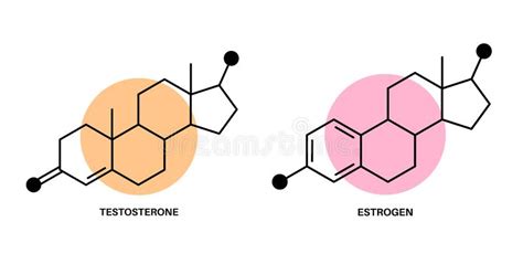 Testosterone Estrogen Level Stock Vector Illustration Of Chart Cycle 236400583