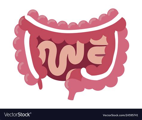 Digestive System Anatomy Icon Royalty Free Vector Image