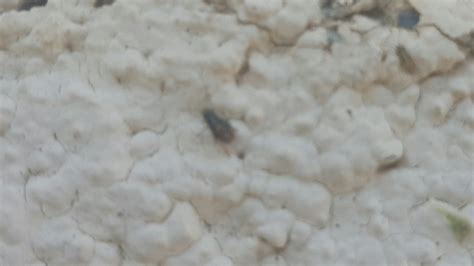 Phoenix Az Usa Tiny Bugs About 1mm To 2mm In Length At Most They