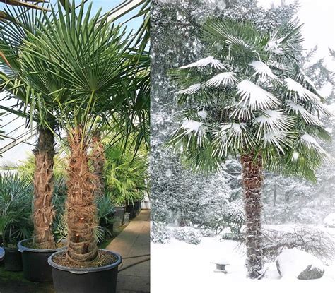 Winter Palm Tree Seeds Windmill Palm Can Survive Minus 20 Etsy
