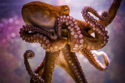 Octopus Underwater World Art Tentacles Hd Wallpaper Wallpaperbetter