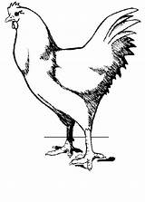 Chicken Kids Coloring Pages Fun Kip Gif Rooster sketch template