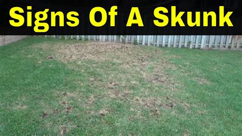 Major Signs Of A Skunk In Your Yard Real Life Example Youtube