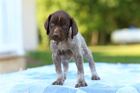 See more of german shorthaired pointer puppies for sale. German Shorthaired Pointer - Great Dog Breeds