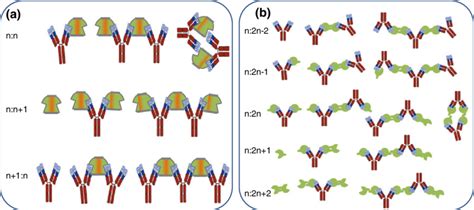 Molecular Networks That May Form From Multivalent Molecules A Bivalent