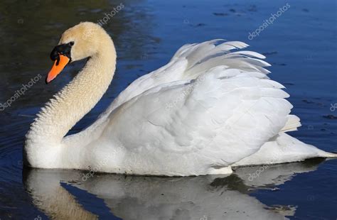 Lonely Swan On Lake Water Surface — Stock Photo © Alexsvirid 10128576