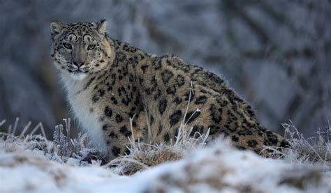 Snow Leopards No Longer Considered Endangered