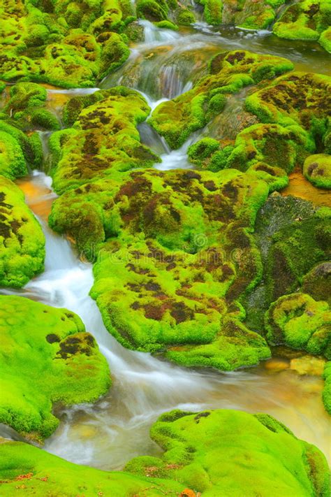 Green Moss With Water Stream Stock Image Image Of Gush Natural 23435105