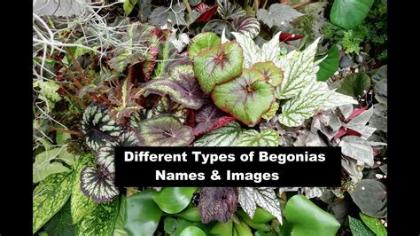 Different Types Of Begonias Names And Pictures Youtube