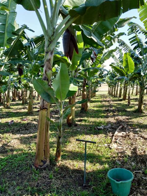 Young coffee trees grow well when grown under shade, and shade improves coffee yield and bean quality in mature coffee when moderate. Banana crop nutrition: insights into different nutrient ...
