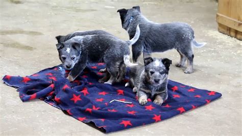 Blue Heeler Mix Puppies For Sale Youtube