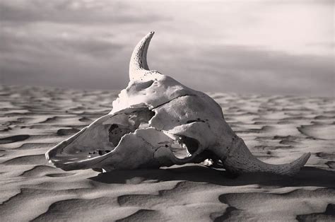 Skull In Desert Photograph By Carson Ganci