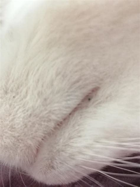 Cat With Black Spots On Lips