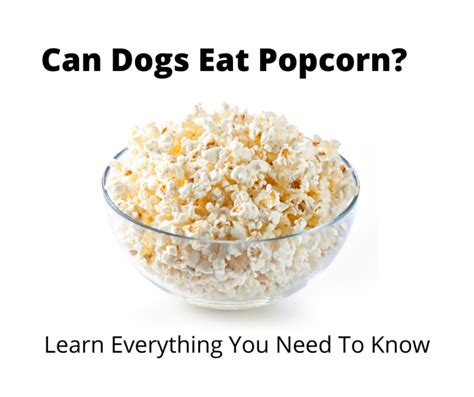 Can Dogs Eat Popcorn Are They Canine Safe 2022 Edition
