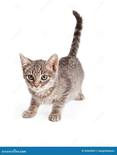 Adorable Playful Tabby Kitten Ready To Pounce Stock Image Image Of