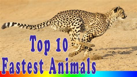 Top 10 Fastest Animals In The World Youtube