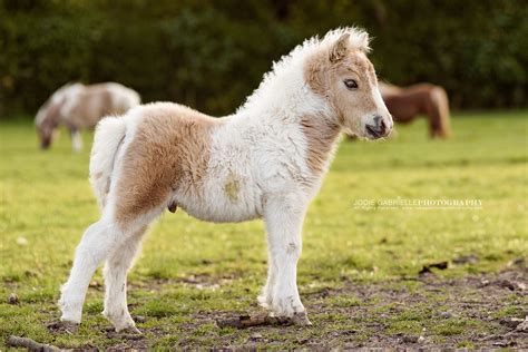 Pin På References For Shetland Pony Foal Felt Doll