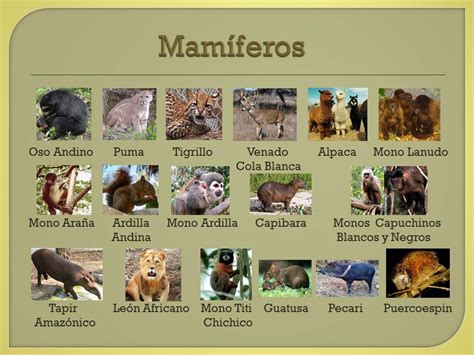 Animales Mamiferos Los Mamíferos Clase Mammalia