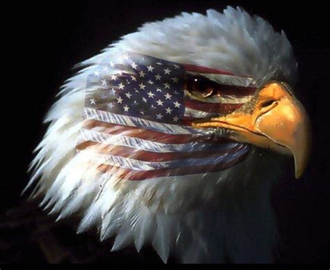 American Flag Eagles Wallpapers Top Free American Flag Eagles Backgrounds Wallpaperaccess