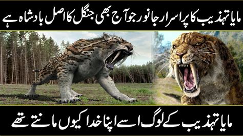 The Most Power Full Animal Jaguar In Urdu Hindi - YouTube