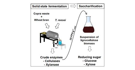 High Production Of Cellulase And Xylanase In Solid State Fermentation By Trichoderma Reesei