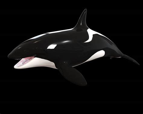 Orca Killer Whale 3d Model By 3dstudio