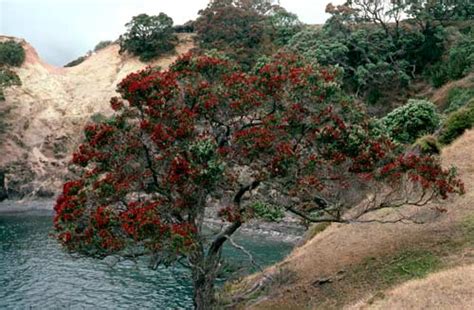 Pōhutukawa Tree In Flower Tall Broadleaf Trees Te Ara Encyclopedia