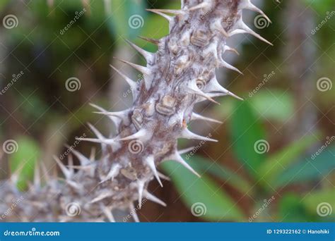 Tree Trunk With Spikes Thorns For Protection Stock Photo Image Of
