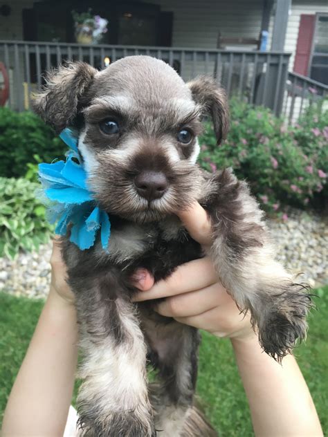 Feel free to browse hundreds of active classified puppy for sale listings. Miniature Schnauzer Puppies For Sale | New Castle, IN #277668