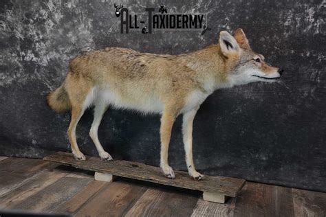 Full Body Coyote Taxidermy Mount For Sale Sku 1660 All