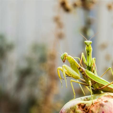 Premium Photo Mantis On A Red Background Mating Mantises Mantis