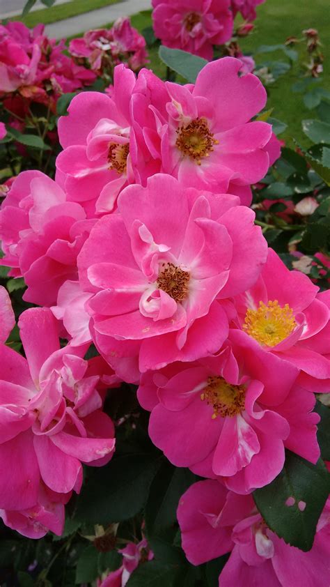 3 Ways To Have Amazing Roses The Peaceful Haven