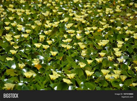Yellow Flowers Aquatic Image And Photo Free Trial Bigstock