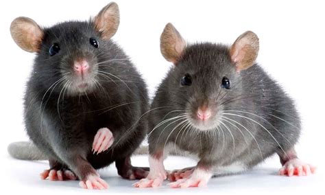 However, they are more susceptible to diseases like respiratory infections and tumors. Pet Rat Lifespan - A Guide To Rat Life Expectancy And How ...