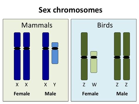 Emu A Large Bird With Surprisingly Intact Sex Chromosomes Free