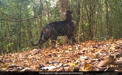 Watch Rare Black Tiger Marks Its Territory In Odisha National Park