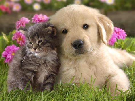 48+ Cute Baby Animal Wallpapers Free on WallpaperSafari