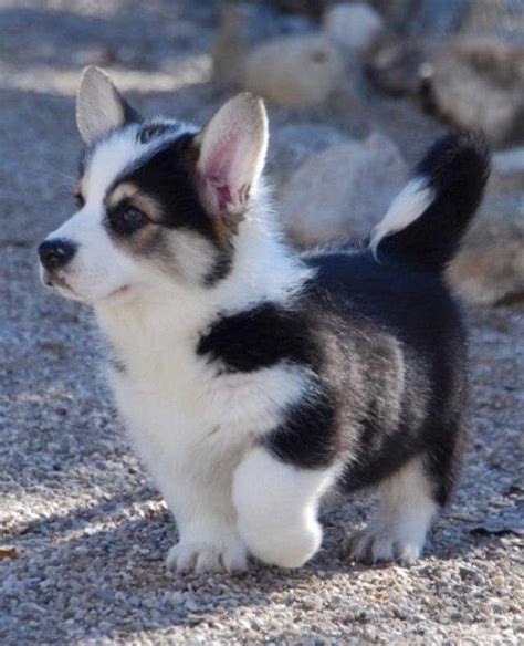 Corgi Husky Puppy For Sale Petsidi