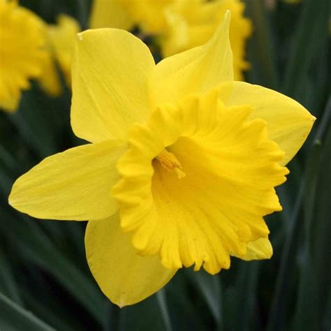 Jumbo Dutch Master Daffodil Bulbs Trumpet Flower Bulbs The