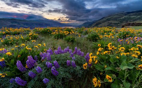 Spring Landscape Yellow And Blue Wild Flowers North America Columbia