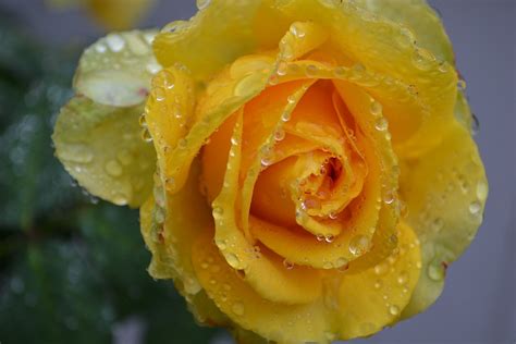 Free Photo Yellow Rose Rose Yellow Rain Free Image On Pixabay