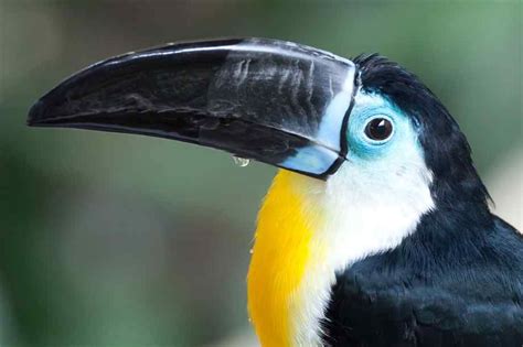 Can be seen in 11 countries. channel billed toucan (photo by tony northrup) | Toucans ...