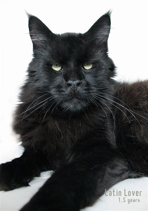 The Black Maine Coon Maine Coon Expert